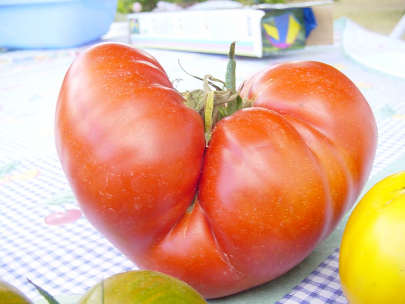 Les Tomates Rouges de Roland Robin.